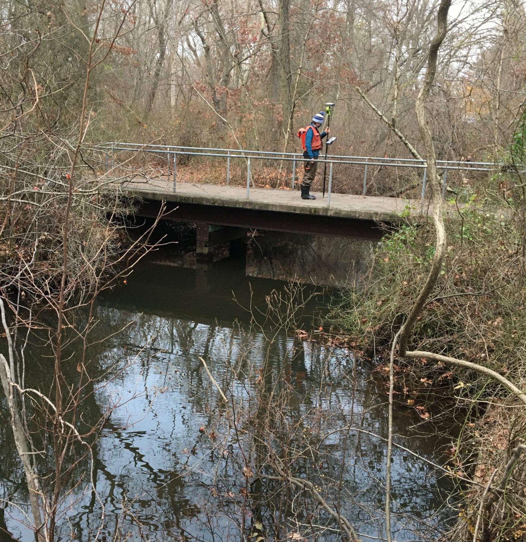 Bellmore tree removal