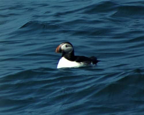 "Puffin" by Christina Pollack, Photo Contest Submission