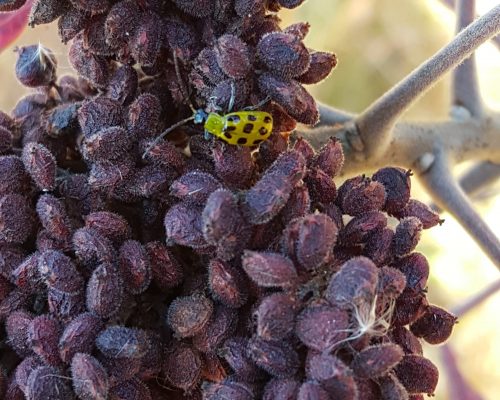 "Spotted Cucumber Beetle on Sumac Fruit" by Thomas Hopper, Photo Contest Submission