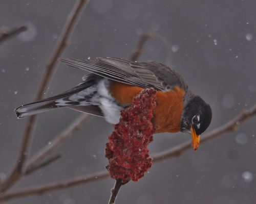 "American Robin" by Mark Gallagher, Photo Contest Submission