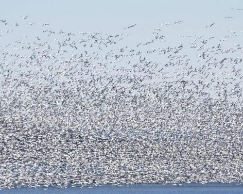 "Snow Geese" by Michael Rehman, Photo Contest Submission