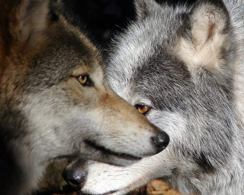 "Wolves" by Chris Mikolajczyk, Photo Contest Submission