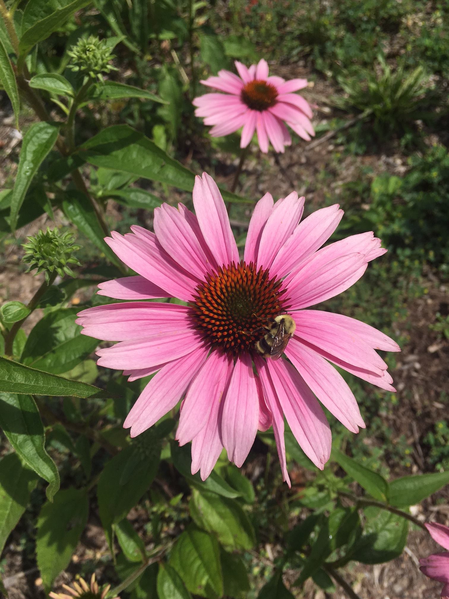 Spring Gardening Tips & Tricks from Princeton Hydro's Landscape ...