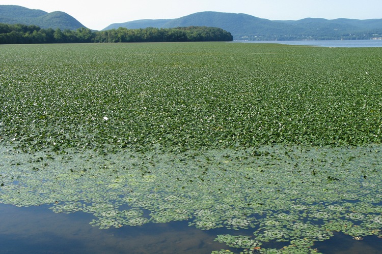Photo from: New York State Department of Environmental Conservation, water chestnut bed at Beacon