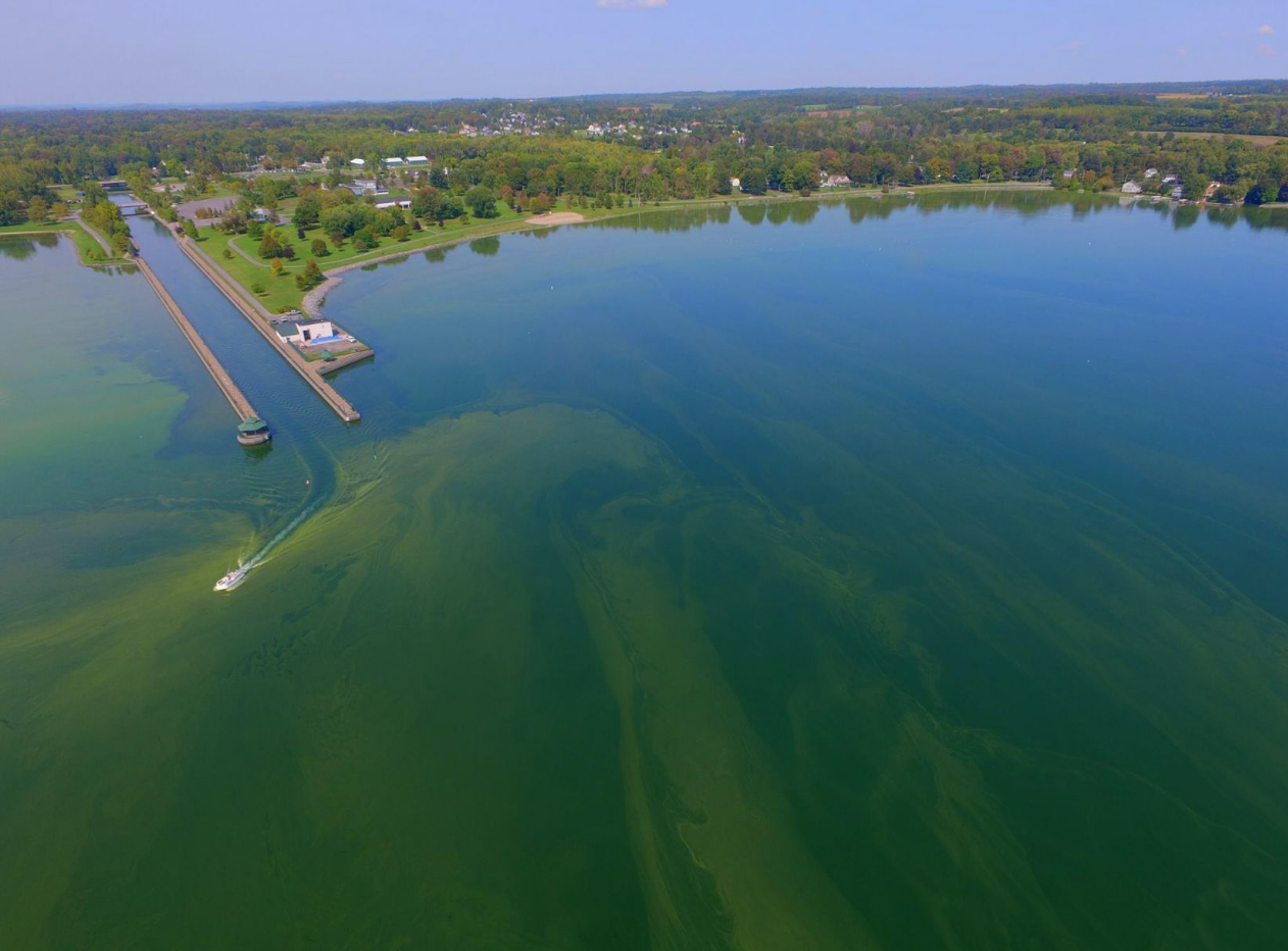 Harmful Algae Bloom Visible in Owasco Lake. Photo by: Tim Schneider