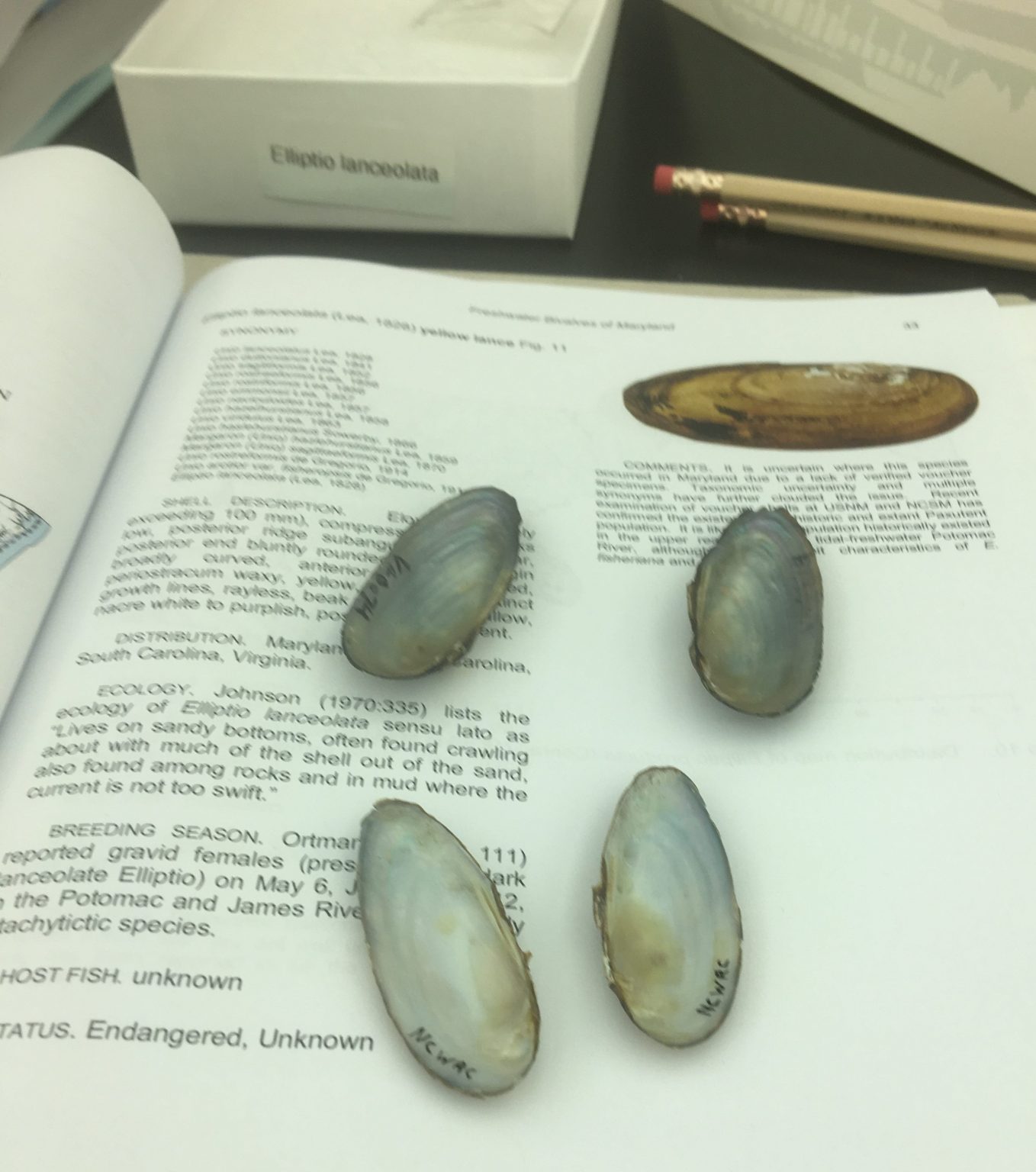 Restoring and Revitalizing Freshwater Mussels PRINCETON HYDRO