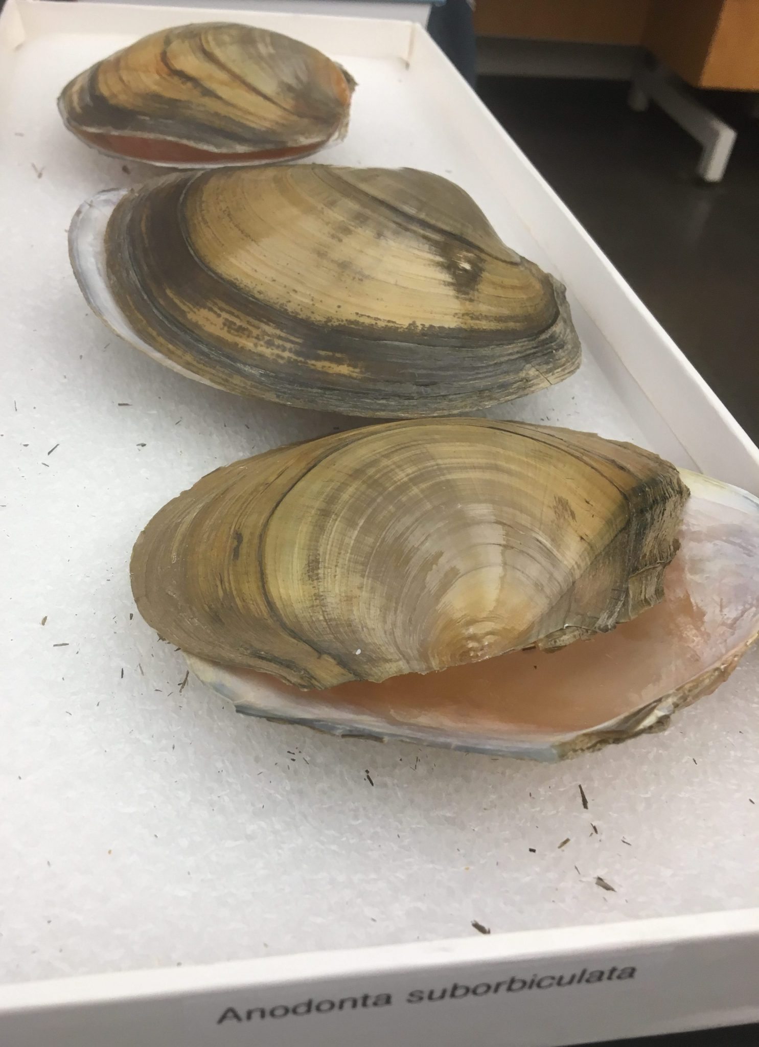 Restoring and Revitalizing Freshwater Mussels PRINCETON HYDRO