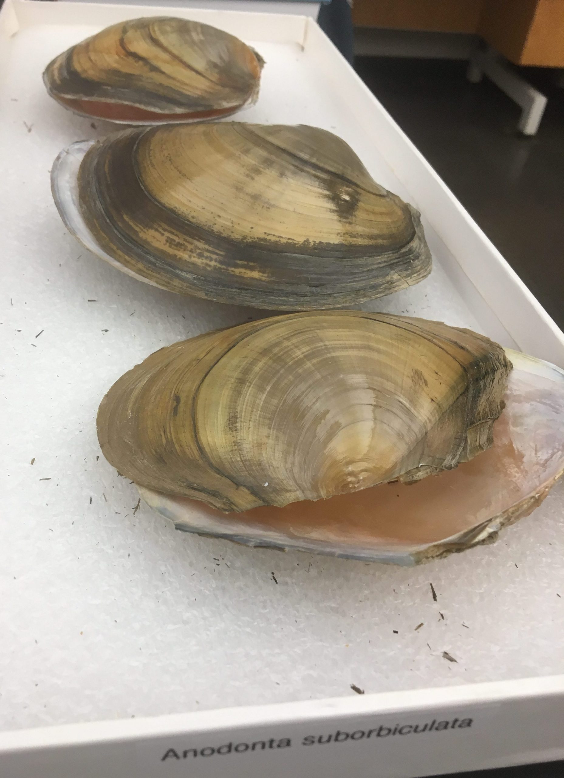 Restoring and Revitalizing Freshwater Mussels - PRINCETON HYDRO
