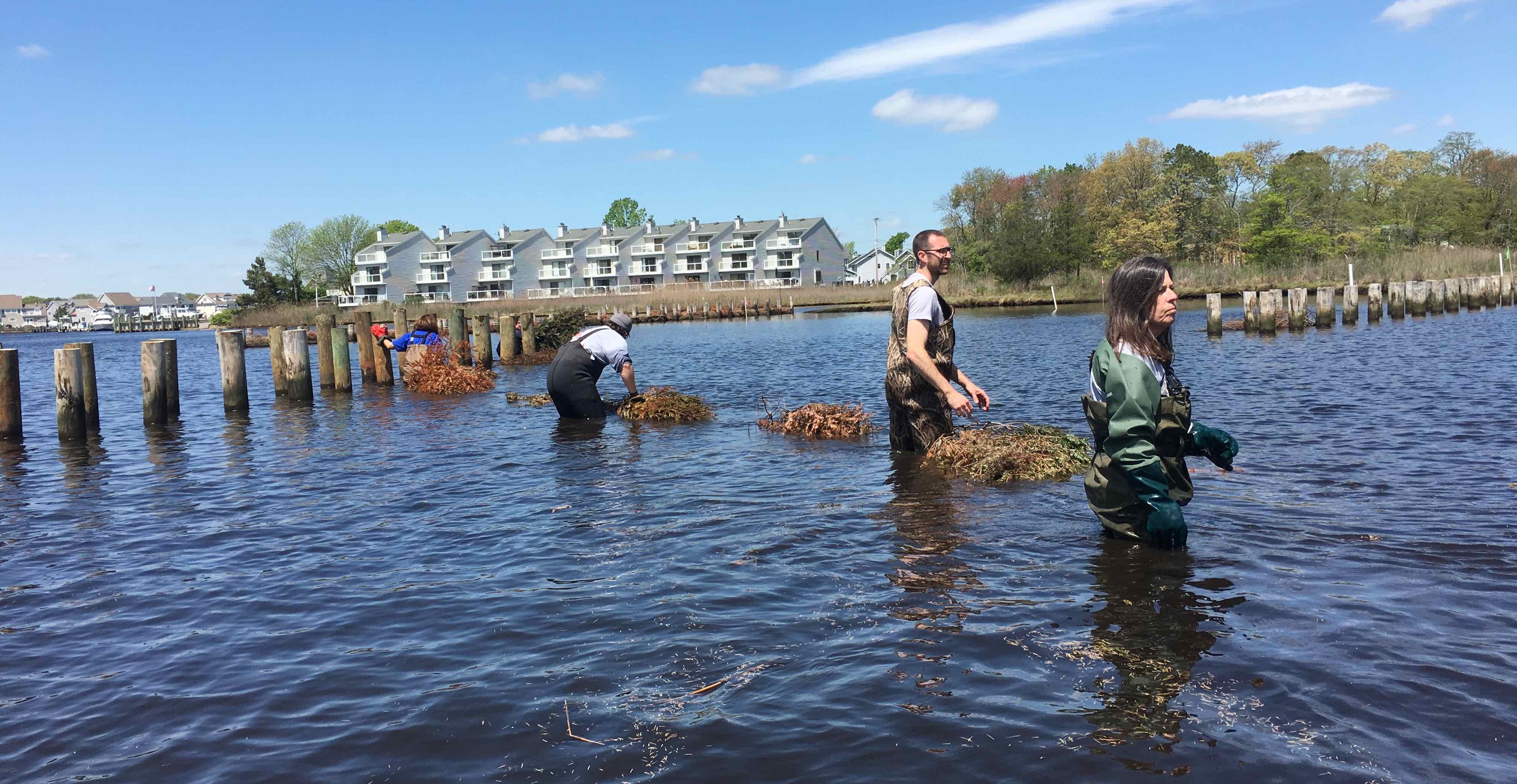 Restoring and Revitalizing Freshwater Mussels - PRINCETON HYDRO