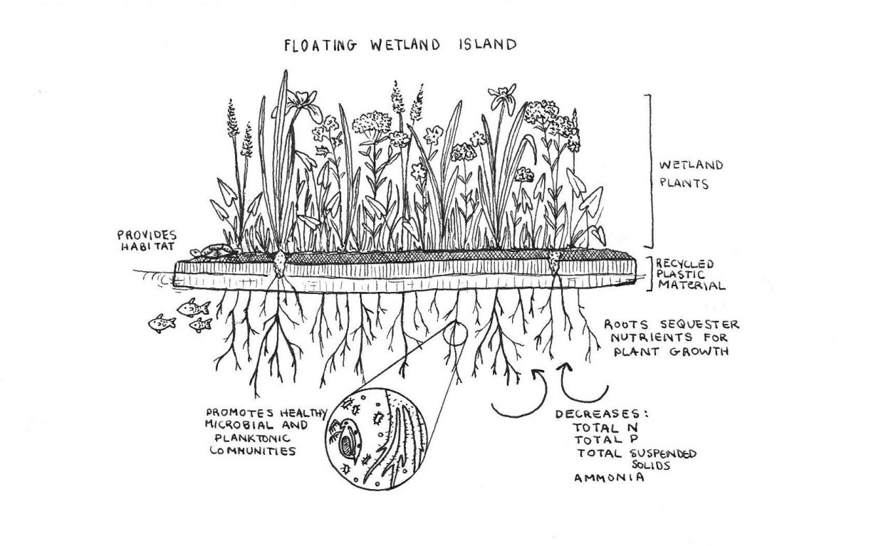This illustration, created by Staff Scientist Ivy Babson, conveys the functionality of a Floating Wetland Island