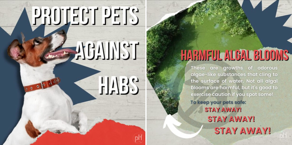 Artwork that features a dog and a waterbody that is dark green and heavily impacted by harmful algal blooms. The text reads "Protect Pets Against HABs"