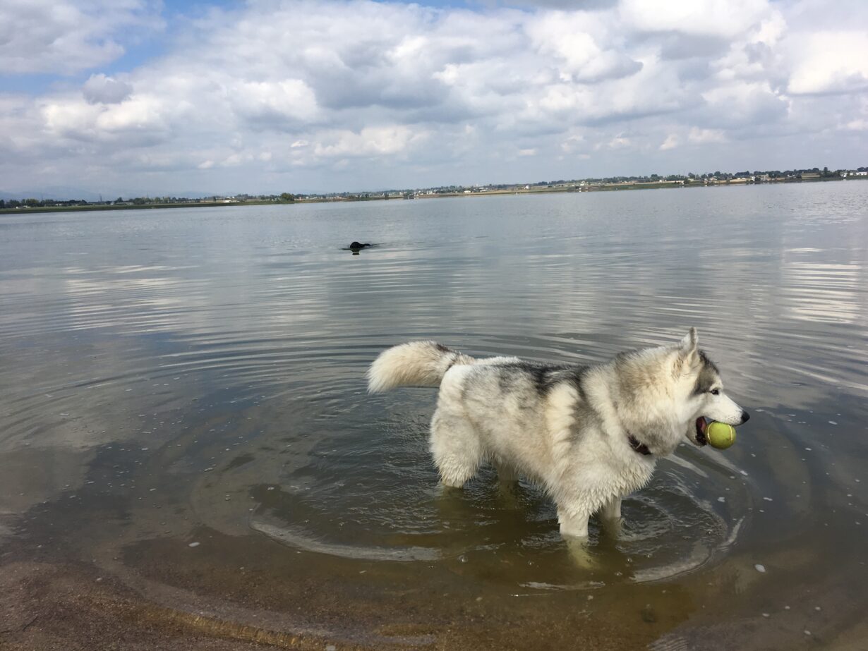 Husky in lake with tennis ball in her mouth